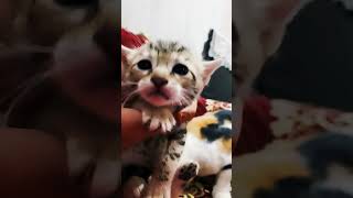 Cute se baby girl cat 😺😺😺☺️☺️ remix edm music bass bollywood [upl. by Eberto]