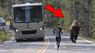 Un bison essaie d’attirer l’attention d’une joggeuse–lorsqu’elle comprend pourquoi elle décide de [upl. by Eneiluj]