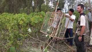 600 Whitewinged Parakeet released [upl. by Enirual]