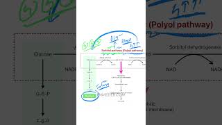 Sorbitol pathway by Dr Pawan nagar [upl. by Tutankhamen]