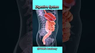 Digestive System medicine anatomy [upl. by Anilyx461]