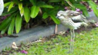 BushStone curlews making their strange quotwailingquot calls [upl. by Dorreg]