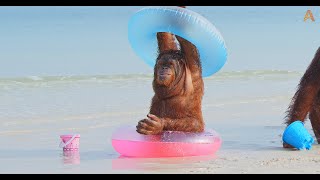 Animalia Orangutans Rambo Prince and Freddie hit the beach [upl. by Ierbua482]