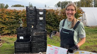 Floret Farm Tour Digging Dahlia Tubers on a large scale [upl. by Deland566]