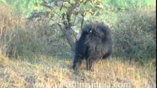 Bhago Bhalu aaya A Sloth Bear in the wild [upl. by Nwahshar]