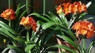 Clivia Update 2023 With Flowering Time Lapse [upl. by Aciret]