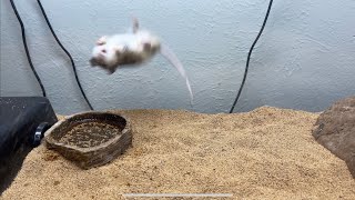 Male Red DiamondBack rattlesnake makes ASF RAT DO FLIPS after INJECTION of VENOM [upl. by Annekahs]