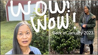 Shrubs Update My Review on Stellar Ruby Magnolia Rose Creek Abelia Edworthia amp More [upl. by Enyaht]