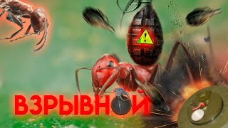 ВЗРЫВАЮЩИЙСЯ МУРАВЕЙ COLOBOPSIS EXPLODENS — Удивительные виды муравьёв №4 [upl. by Acihsay]