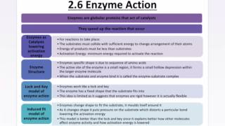 AQA ASA LEVEL BIOLOGY  ENZYMES INHIBITORS DIGESTIVE ENZYMES [upl. by Asuncion]