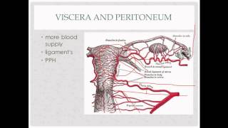 anatomy review  for OB GYN rotation [upl. by Celeste]