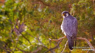 The peregrine falcon visits a nest The scenery is so spectacular Great Spirit Bluff Cliff 24 10 08 [upl. by Jasik]