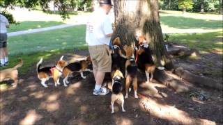 beagle meetup with howling contest and peanut butter tree game [upl. by Amzaj]