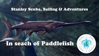 Scuba Diving in search of PaddleFish [upl. by Nomael139]