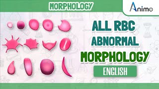 All Abnormal Red blood cells  RBC Morphologies  English [upl. by Corell]