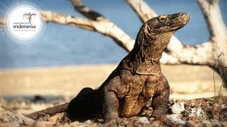 Wonderful Indonesia  Komodo Labuan Bajo [upl. by Trescott]