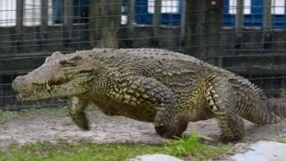 Crocodile Galloping While Chasing a Man NatureAndHeritage🐯 Wildlifes Gatorland Chainsaw [upl. by Strauss568]