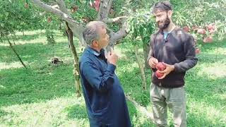 Successful story of Successful Apple 🍎 Grower Top Grafting of all Varieties On Traditional Plants [upl. by Cailly443]