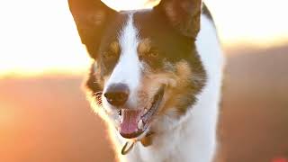 🐶Sensory Videos For Dogs 🦆Dog Calming Relaxing Video🐦 Pet Dog  Cat Anxiety Relief🐾NEW [upl. by Ilrac341]