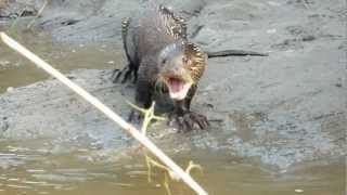 Giant Otter of the Amazon being noisy [upl. by Gronseth]