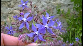 La Bourrache plante comestible et médicinale [upl. by Itin]