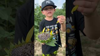 Carson Lee knows his stuff farmfacts farming farmingfamily sunflower [upl. by Nyrmac]