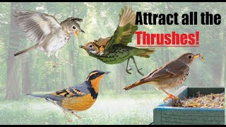 Top 3 Tips to Attract Thrushes  Thrush Guarantee [upl. by Satsok]