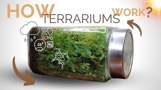 How closed terrariums work and the science behind them [upl. by Llatsyrk591]