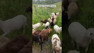 Katahdin Sheep All In A Line [upl. by Llerihs]