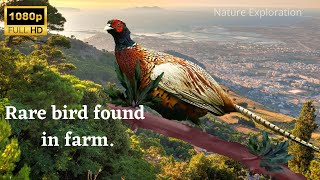 The first time I saw a male pheasant with two female pheasants looking for foodnature exploration [upl. by Enaoj]