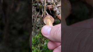 Maronenröhrling 🍴 Imleria Badia pilze boletus funghi fungi mushroom wald natur outdoor [upl. by Ardnnaed]