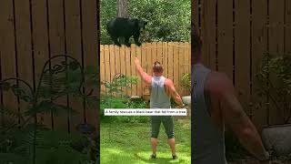 A family rescues a black bear that fell from a tree bear babybear short [upl. by Ayotl]