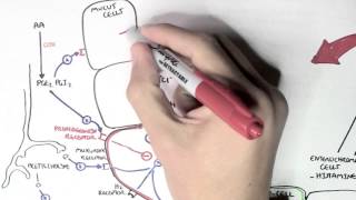 Gastric Acid Physiology Secretion Ulcers Acid Reflux and Treatment [upl. by Columbyne]