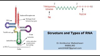 Structure and Types of RNA  RNA Ribonucleic Acid Functions  NEET PG  Molecular Biology [upl. by Lynad]