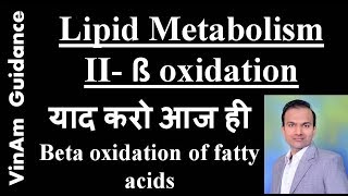 Lipid metabolism II  Beta oxidation of fatty acids [upl. by Asset662]