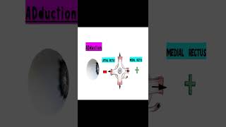 Exploring Sherringtons Law of Equal Innervation hess chart [upl. by Osy]