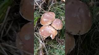 Tři bratří mushroom nature houby grzyby fungi boletus porcini pilze asmr forest funghi [upl. by Shulem]