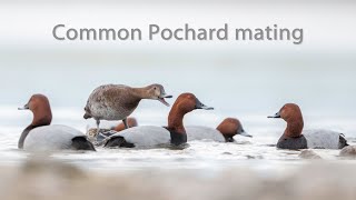 Common Pochard mating  Poland [upl. by Arracat]