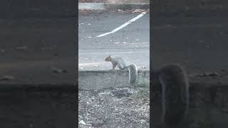 Squirrely Squirrel Loses Staring Contest squirrel wildlife animals [upl. by Busby409]