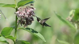 Colibri à gorge rubis  Rubythroated Hummingbird [upl. by Brackely]