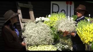 Gypsophila Culture amp Tips [upl. by Melony]