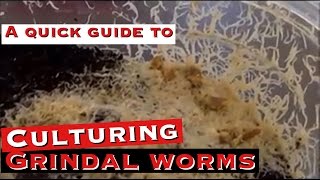 Culturing Grindal Worms A Quick Guide [upl. by Animaj]