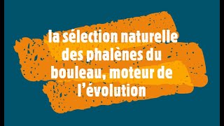 la sélection naturelle des phalènes du bouleau moteur de l’évolution [upl. by Groves]