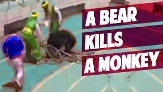 CHINA a Bear kills a Monkey in Bicycle Race in a ZOO [upl. by Kilbride]