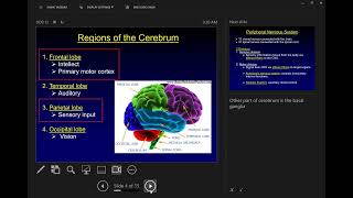 L8  Sensory Motor Integration [upl. by Lucine]