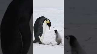 The Emperor Penguin Aptenodytes forsterinSrZraqrYdn IJnd [upl. by Ariamo]