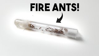 NEW EUROPEAN FIRE ANTS  Myrmica Rubra Ant Colony Introduction [upl. by Lussi]