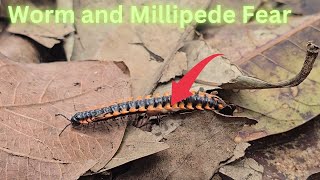 Shocking Encounter Worm and Millipede Fear [upl. by Kling]