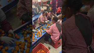 Mechanical sorting of oranges by size manual sorting and framing [upl. by Akit]