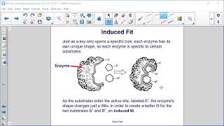 Catalysts and Enzymes [upl. by Ellehcer]